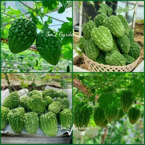 [HG Đài Loan] Gói 6 Hạt giống Khổ qua trái tim xanh Fiona mướp đắng tròn loại ngon rất sai quả chịu nhiệt dễ trồng