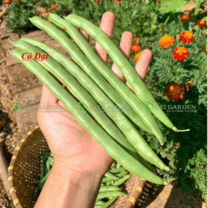 [HG Đài Loan] Đậu cove Farmers 162 Gói 30 hạt giống đậu cove giòn ngon năng suất leo giàn