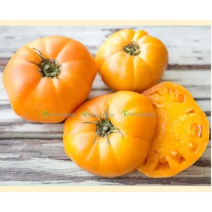 [Hạt giống Mỹ] Gói 10 hạt Cà chua Yellow Brandywine Cam Đường nhiều bột vị dẻo bùi ngọt và mùi thơm