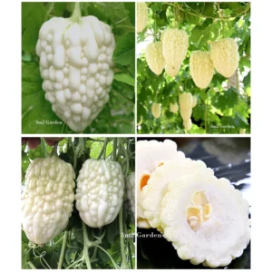 [HG Đài Loan] Gói 6 Hạt Khổ qua mướp đắng trái tim trắng Rococo giòn ngon mọng nước sai quả chịu nhiệt