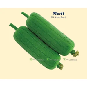 [HG Đài Loan] Mướp béo Merit Gói 6 Hạt giống mướp ngọt Đài Loan giống năng suất