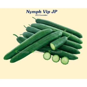 [HG Đài Loan] Gói 15 Hạt giống Dưa leo Vip Nhật Nymph dưa chuột chịu nhiệt năng suất