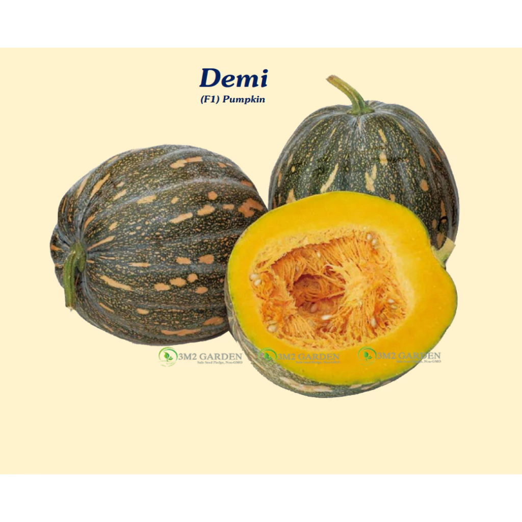 [HG Đài Loan] Bí ngô khổng lồ Demi Gói 10 Hạt giống bí ngô quả to thơm ngon