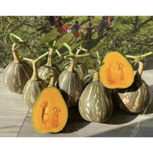 [HG Đài Loan] Bí ngô Fairy bí tròn Cô Tiên Gói 10 Hạt giống bí loại ngon thơm dễ trồng sai trái