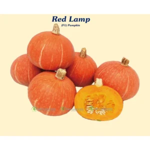 [HG Đài Loan] Bí mini mặt trời Red lamp Gói 6 Hạt giống bí đỏ cam loại baby dễ trồng thơm ngon sai trái