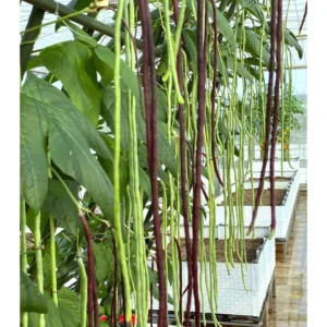 [HG Đài Loan] Đậu đũa tím Purple Mart No.2 Gói 40 hạt giống đậu đũa ngon ngọt giòn sai quả mau thu hoạch