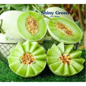 [HG Đài Loan] Dưa lê Shiny Green Gói 10 Hạt giống dưa lê vỏ trắng ruột xanh ngọt thơm ngon