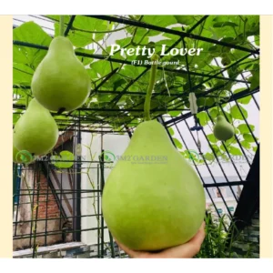 [HG Đài Loan] Bầu sao Pretty Lover Gói 6 Hạt giống bầu sao Broom Đài Loan ngon ngọt sai quả
