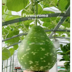 [HG Đài Loan] Bầu sao Permaroma Gói 6 Hạt giống bầu ngon ngọt sai trái thu lâu chịu nhiệt