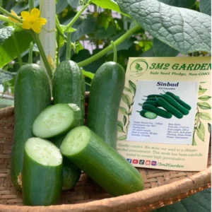 [HG Đài Loan] Dưa leo Sinbad chịu nhiệt Gói 15 hạt giống baby tự thụ phấn mọc chùm sai quả thơm ngon