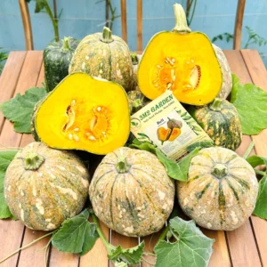 [HG Đài Loan] Bí ngô Bell Gói 10 hạt giống loại bí đỏ thơm ngon trái chuông đẹp vị bùi ngọt