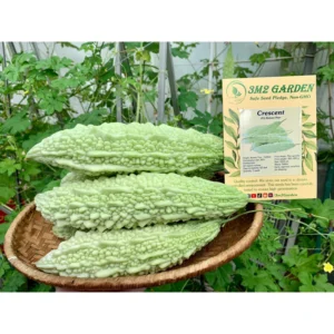 [HG Đài Loan] Khổ qua trắng Crescent Gói 6 Hạt giống mướp đắng bạch ngọc