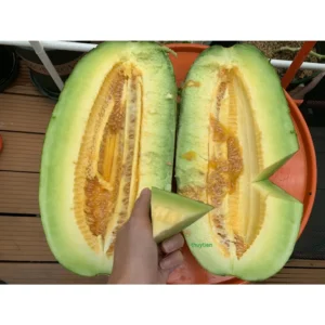 [Hạt giống Thái Lan] Hạt giống Dưa bở sáp Gói 5 hạt mix trái dài trái tròn