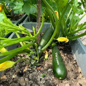 [HG Đài Loan] Gói 10 Hạt giống Bí ngòi xanh Blacchini sai trái dễ trồng vị ngon thơm