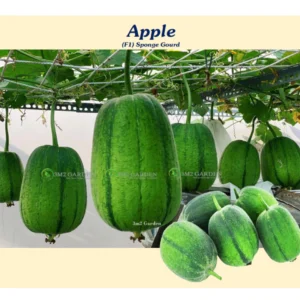 Gói 6 Hạt giống mướp táo Apple mướp mỹ nhân Đài Loan giống năng suất ngon ngọt [Hạt giống Đài Loan]