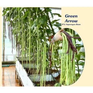 Gói 40 hạt Đậu đũa xanh Green Arrow - ngon ngọt giòn sai quả mau thu hoạch [Hạt giống Đài Loan]