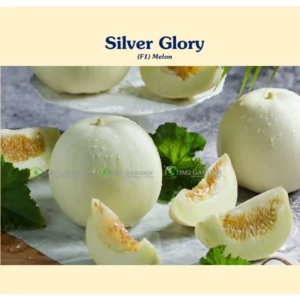 [HG Đài Loan] Dưa lê Silver Glory Gói 20 hạt giống quả trắng siêu ngọt thơm ngon dễ trồng sai quả