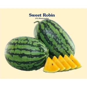 [HG Đài Loan] Dưa hấu Sweet Robin Gói 15 hạt giống dưa hấu vỏ sọc ruột vàng cam trái đẹp và vị ngọt ngon