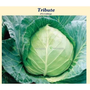 [HG Đài Loan] Bắp cải tim Tribute Gói zip 20 hạt giống bắp cải trái tim loại ngọt ngon cuộn chắc