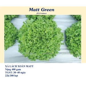 [HG Đài Loan] Xà lách Matt Green Gói 300 hạt giống xà lách xoăn vị giòn ngọt ngon