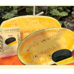 [HG Đài Loan] Dưa hấu Eclipse Gói 15 Hạt giống dưa hấu vỏ xanh thẫm ruột vàng dễ trồng thơm ngon
