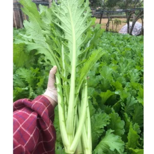 [Tập làm vườn] - Hạt giống các loại rau ăn lá 3m2 Garden