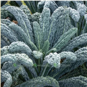 [Hạt giống Mỹ] Hạt giống cải kale Mỹ Black Magic gói 50 hạt dễ trồng thu hoạch lâu hương vị ngon dinh dưỡng