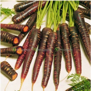 [Hạt giống Mỹ] Hạt giống phủ men cà rốt tím Mỹ Purple Haze gói zip 10 hạt, hương vị ngon dinh dưỡng củ đẹp