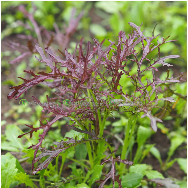 [Hạt giống Mỹ] Hạt giống mù tạt tím Mỹ Mizuna hũ 200 hạt hương vị ngon cay nhẹ