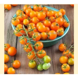 [Hạt giống Mỹ] Gói 6 hạt giống Cà chua Sun Gold cà chua trái cây giống chịu nhiệt sai quả năng suất cao ngon ngọt