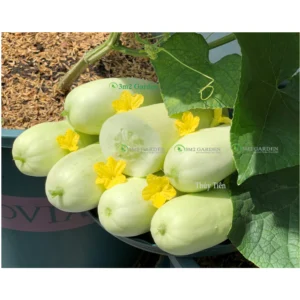 [HG Đài Loan] Dưa leo nhật trắng Bazooka Gói 15 hạt giống dưa chuột trắng