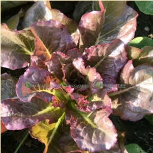 [HG Đài Loan] Xà lách Choloe Red Gói 300 hạt giống xà lách tím giòn ngon chịu nhiệt