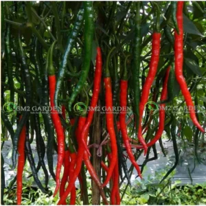 [HG Đài Loan] Ớt cay Long Chili Gói 20 hạt ớt cay siêu dài sai quả trồng quanh năm