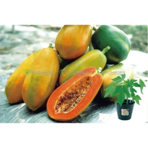 [HG Đài Loan] Đu đủ lùn Tainung Hũ 6 hạt giống ngọt ngon sai quả