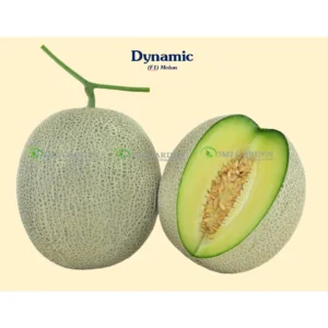 [HG Đài Loan] Dưa lưới Dynamic Gói 10 Hạt giống Honey green dưa lưới ngon ngọt thơm ngon