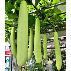 [HG Đài Loan] Bầu dài Sunlight Gói 6 Hạt giống loại dài trone ngon ngọt trồng quanh năm chịu nhiệt