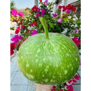 Gói 6 Hạt giống Bầu tròn Yongpu loại tròn ngon trồng quanh năm chịu nhiệt bầu sao Colling [Hạt giống Đài Loan]