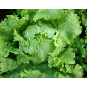 Gói 300 hạt xà lách Iceberg - Georgia cuộn to giòn ngọt ngon [Hạt giống Đài Loan]