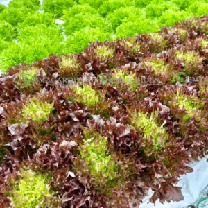 [HG Đài Loan] Xà lách thủy tinh Crystal Red Gói 300 hạt giống xà lách kim cương tím giòn ngon