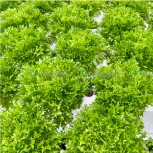 [HGĐài Loan] Xà lách thủy tinh Crystal Green Gói 300 hạt xà lách xanh giòn ngon