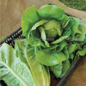 [HG Đài Loan] Xà lách Romaine - Champion Gói 300 hạt giống - xà lách xanh giòn ngon chịu nhiệt
