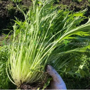 [HG Đài Loan] Cải đuôi phụng Shuibicai Đài Loan gói 300 hạt giống, thu hoạch lâu bền cây vị ngon