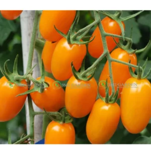 [Hạt giống Mỹ] Gói 5 hạt giống Cà chua Nova cà chua trái cây giống chịu nhiệt sai quả năng suất cao