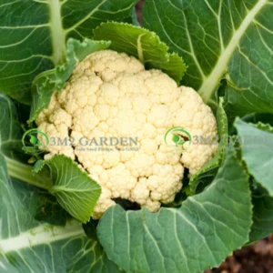 [HG Đài Loan] Bông cải trắng Claudia Gói zip 20 Hạt giống sup lơ bông to chịu nhiệt dễ trồng thơm ngon trồng quanh năm