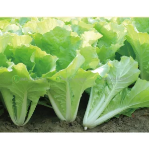 [HG Đài Loan] Cải bẹ trắng Ditty Gói 300 hạt giòn ngon ngọt năng suất Cải bẹ trắng Đài Loan