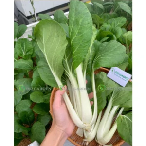 [HG Đài Loan] Cải bẹ trắng Bino Gói 300 hạt giống cải bẹ trắng giòn ngon ngọt năng suất