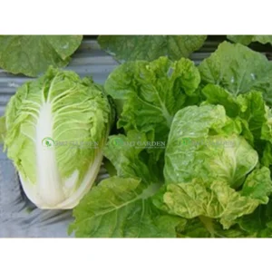 [HG Đài Loan] Gói 50 hạt giống cải thảo tròn Plenty loại tròn cuộn chắc ngon ngọt