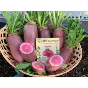 [HG Đài Loan] Gói 1-0 hạt Củ cải đỏ Magnet form củ đồng đều đẹp ngon ngọt