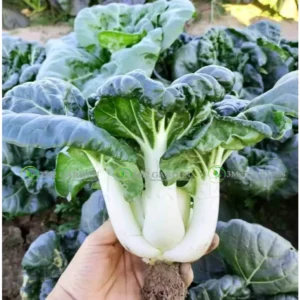 [Hạt giống Mỹ] Gói 300 Hạt giống Cải Delight ngon ngọt dễ trồng