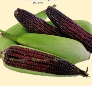 [HG Đài Loan] Gói 30 Hạt giống Bắp nếp tím Calista dẻo ngon dinh dưỡng